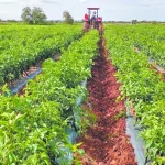 Solo 2% de las unidades de producción agropecuaria en México…